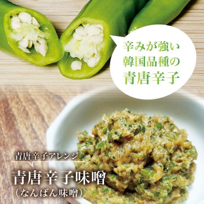 【宮城県産】生青唐辛子500gセット(500g×1袋)激辛韓国品種 西根の森|太良衛門