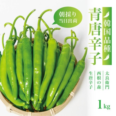 【宮城県産】生青唐辛子1kgセット(500g×2袋)激辛韓国品種 西根の森|太良衛門