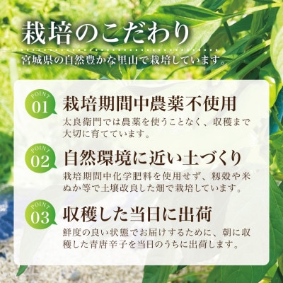 【宮城県産】生青唐辛子1kgセット(500g×2袋)激辛韓国品種 西根の森|太良衛門