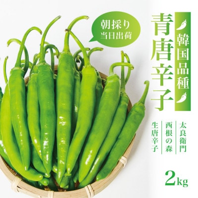 【宮城県産】生青唐辛子2kgセット(500g×4袋)激辛韓国品種 西根の森|太良衛門
