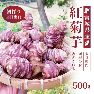 【宮城県産】紅菊芋 500g(500g×1袋) 生きくいも 西根の森|太良衛門
