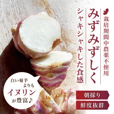 【宮城県産】紅菊芋2kgセット(1kg×2袋) 生きくいも 西根の森|太良衛門