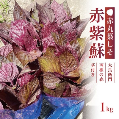【宮城県産】朝採り赤紫蘇 1kg(赤丸葉しそ・茎付き) 栽培期間中農薬不使用 西根の森|太良衛門