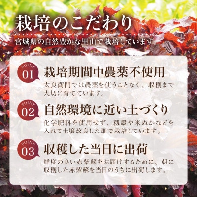 【宮城県産】朝採り赤紫蘇 1kg(赤丸葉しそ・茎付き) 栽培期間中農薬不使用 西根の森|太良衛門