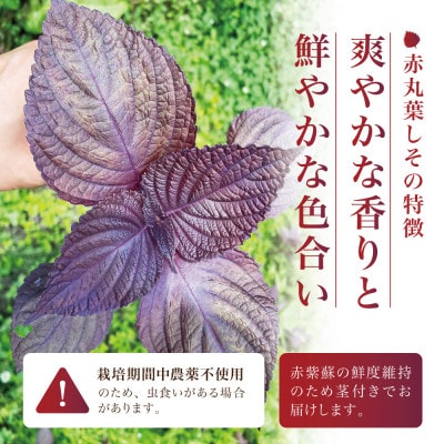 【宮城県産】朝採り赤紫蘇 2kg(赤丸葉しそ・茎付き) 栽培期間中農薬不使用 西根の森|太良衛門