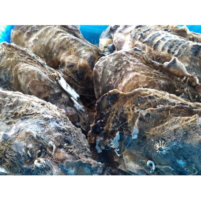 三陸直送!生食用殻付き牡蠣7kg(45個位)