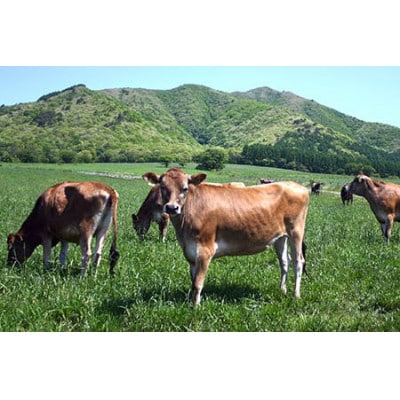 【 リピーター続出!! 】超濃厚ヨーグルト酒　720ml×3本