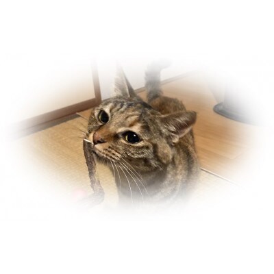 大切な猫ちゃんに天然のマタタビ!太物9本入り