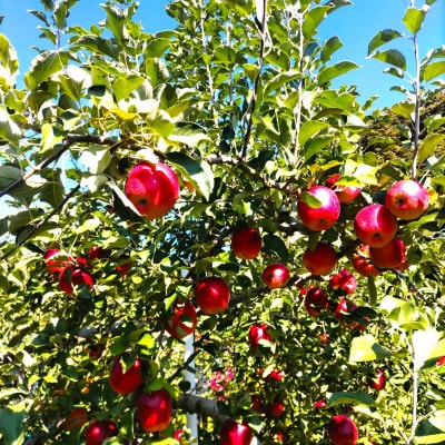 【南三陸ワイナリー】CIDRE 2024(750ml)シードル(辛口)