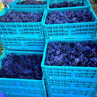 【南三陸ワイナリー】MERLOT / CABERNET SAUVIGNON 2023