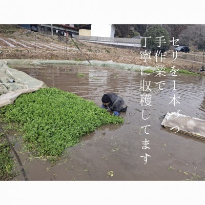 仙臺セリ鍋セット