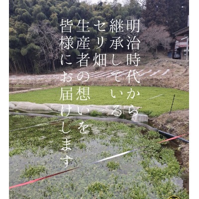 仙臺セリ鍋セット