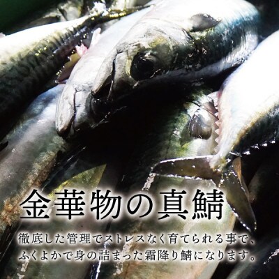 宮城県石巻産【金華物 塩さば一夜干し】350g×3枚セット(CAS冷凍・養殖)