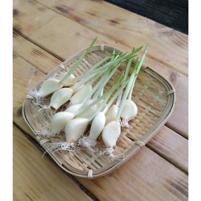仙台いずみ泉ヶ岳にんにく200g×3パック