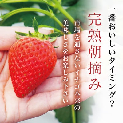 【贈答用】完熟朝摘み『ヒルズいちご』ノーマルサイズ(2パック入り)生産者直送便 宮城県産