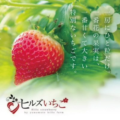 【贈答用黒箱入り】完熟朝摘み『ヒルズいちご』35g以上のBIGサイズ(大粒12粒入り)生産者直送便