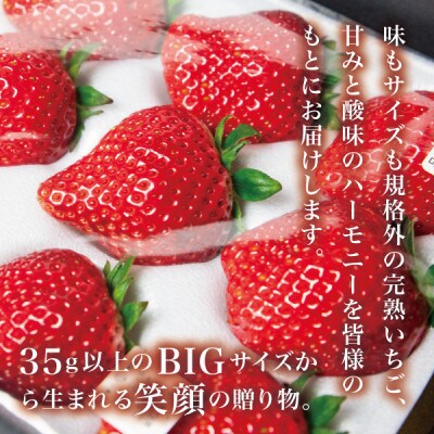 【贈答用黒箱入り】完熟朝摘み『ヒルズいちご』35g以上のBIGサイズ(大粒12粒入り)生産者直送便