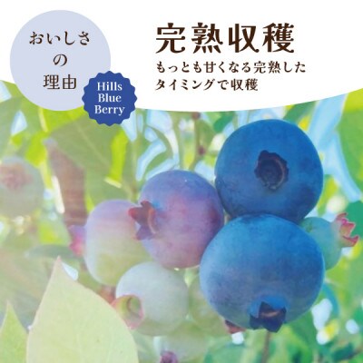 完熟朝摘み冷凍ブルーベリー『こおりヒルズ』約500g【サクサク食感・急速冷凍】宮城の農家から直送