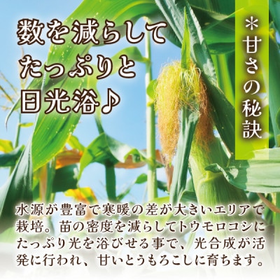 【蔵王の産直で毎日1000本完売】生でも甘い♪行列ができるトウモロコシ『夢みらい』20本