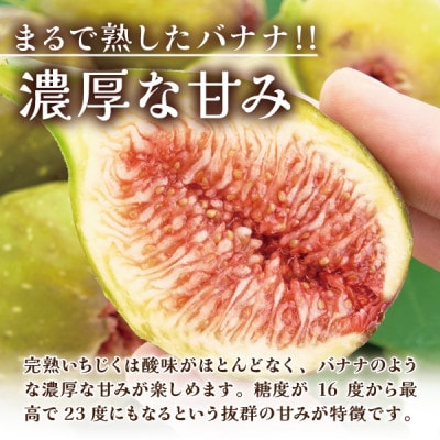 【大粒生食用】完熟いちじく約1kg バナナのようにネットリ甘い バナーネ