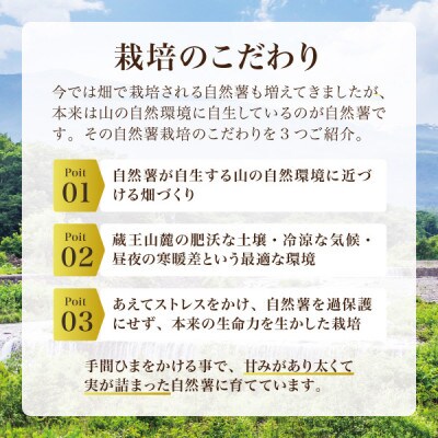 蔵王の雪下自然薯 1本【1本あたり700g～1kg】箱入り・贈答利用可能・とろろもオススメ・処理済み