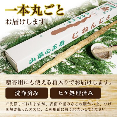 蔵王の雪下自然薯 1本【1本あたり700g～1kg】箱入り・贈答利用可能・とろろもオススメ・処理済み