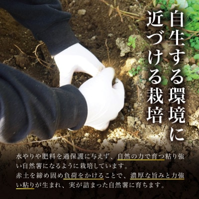 蔵王の雪下自然薯 2本【1本あたり700g~1kg】箱入り・贈答利用可能・とろろもオススメ・処理済み
