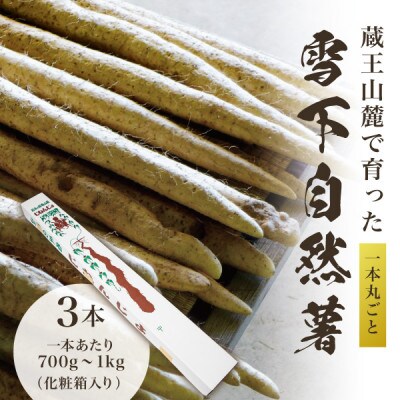 蔵王の雪下自然薯 3本【1本あたり700g～1kg】箱入り・贈答利用可能・とろろもオススメ・処理済み