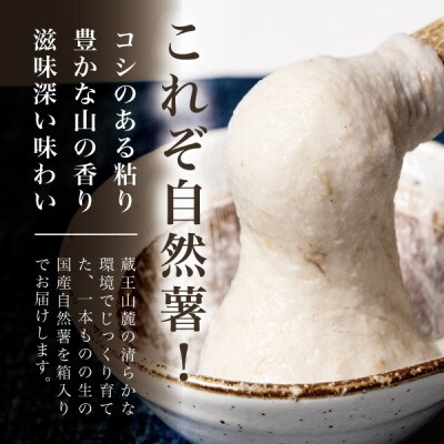 蔵王の雪下自然薯 3本【1本あたり700g～1kg】箱入り・贈答利用可能・とろろもオススメ・処理済み