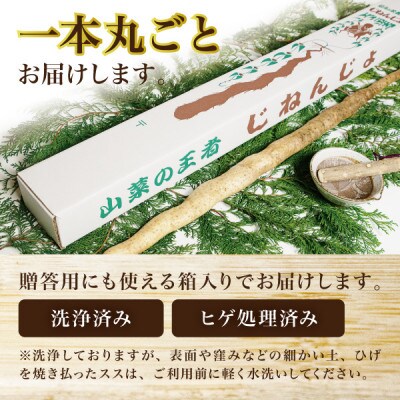 蔵王の雪下自然薯 3本【1本あたり700g～1kg】箱入り・贈答利用可能・とろろもオススメ・処理済み
