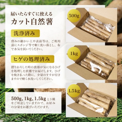 蔵王の雪下自然薯 約500g【カット・切り芋】ご自宅ご家庭用・とろろもオススメ・処理済み