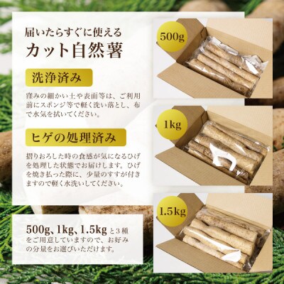 蔵王の雪下自然薯 約1kg【カット・切り芋】ご自宅ご家庭用・とろろもオススメ・処理済み