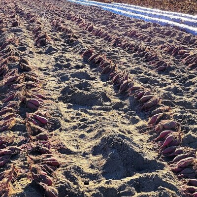 【宮城県産】仙台金時　さつまいも約3kg