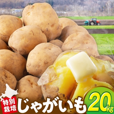R7年産先行受付 じゃがいも 20kg 特別栽培(男爵) | 北海道津別町