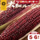 【R7年早期受付】9月の旬 日本初赤トウモロコシ「大和ルージュ」 5本 | 北海道津別町