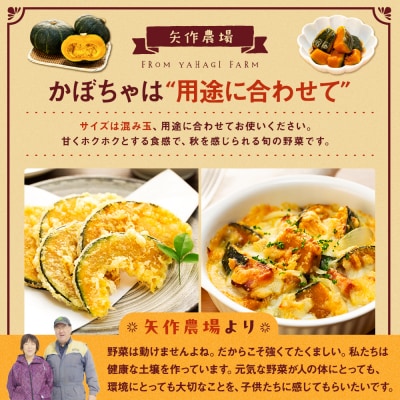 【先行受付】R8年産 有機栽培かぼちゃ 10kg | 北海道津別町