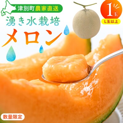 【R8年収穫分】【数量限定】さのさん家のメロン(L玉以上)1玉 湧き水栽培 さの農場| 北海道津別町