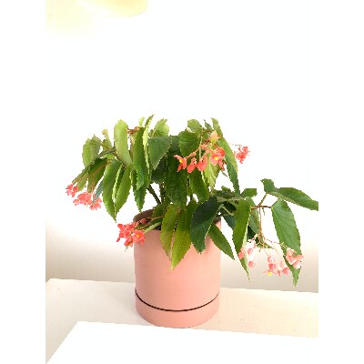 ベゴニアのパイオニア 花郷園オリジナル 木立性ベゴニア マザーズ ディ お礼品詳細 ふるさと納税なら さとふる