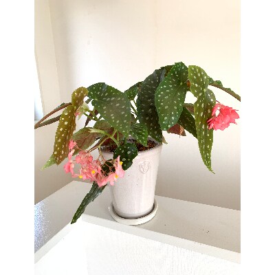 ベゴニアのパイオニア 花郷園オリジナル 木立性ベゴニア 流れ星 お礼品詳細 ふるさと納税なら さとふる