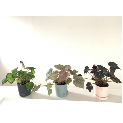 【50％OFF】 木立性ベゴニアピンク陶器鉢☆サマーフェア 赤い フラワー・リース