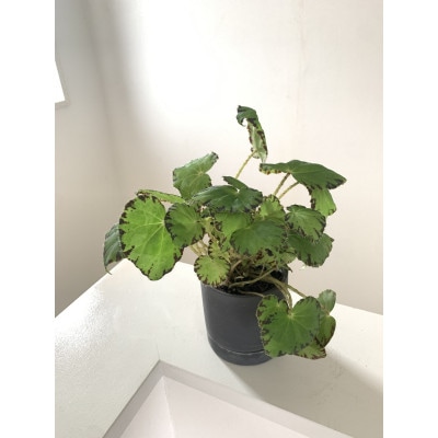 花咲く観葉ベゴニア　3株セット