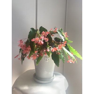 ベゴニアのパイオニア　花郷園オリジナル　木立性ベゴニア「マザーズ・ディ」　5号サイズ陶器鉢入り