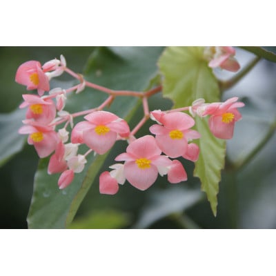 ベゴニアのパイオニア　花郷園オリジナル　木立性ベゴニア「マザーズ・ディ」　5号サイズ陶器鉢入り