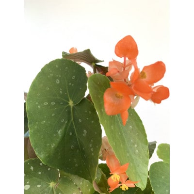 花郷園のオリジナルベゴニア　ナポリアンサンセット