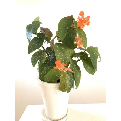 花郷園のオリジナルベゴニア　ナポリアンサンセット