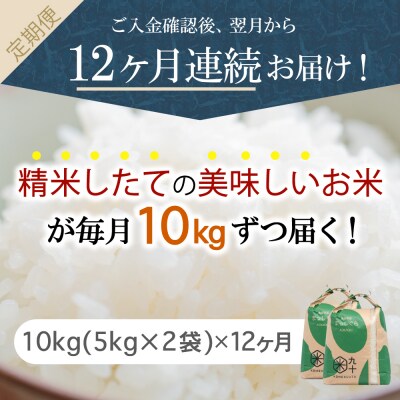 【定期便 12ヶ月】 米 10kg まっしぐら 青森県産 (精米) 定期便12回 10kg×12回