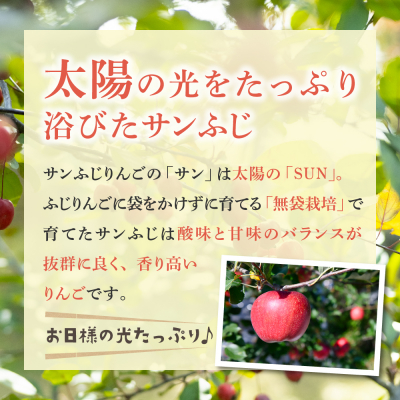 【2027年1月後半発送】 りんご 青森産 約5kg サンふじ 確約 品種おまかせ2種以上 贈答用 