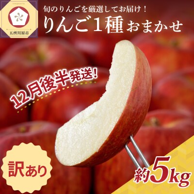 【2025年12月後半発送】 【訳あり】 りんご 青森産 約5kg 品種おまかせ1種