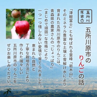 【2026年2月後半発送】 【訳あり】 りんご 青森産 約5kg 品種おまかせ1種