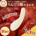 【2026年3月前半発送】 【訳あり】 りんご 青森産 約5kg 品種おまかせ1種